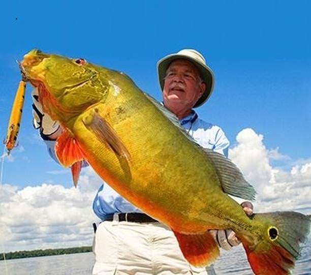 WOW! What a great Peacock Bass