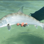 Fly Fishing Belize – The Complete Guide