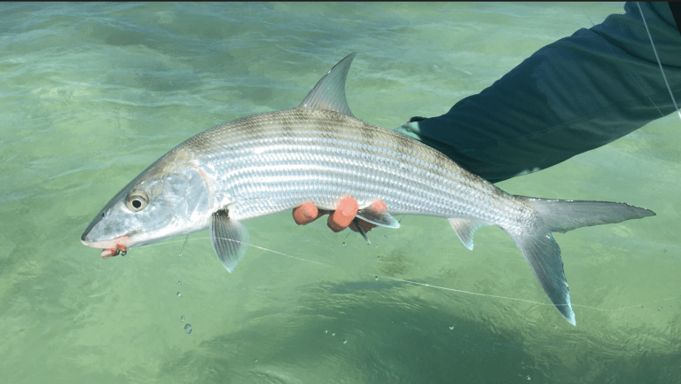 Read more about the article Fly Fishing Belize – The Complete Guide