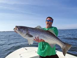 striped bass