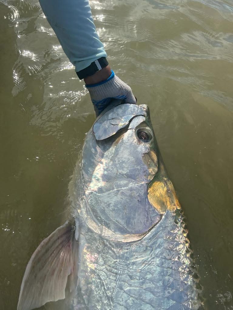 CR #375 - another beautiful tarpon