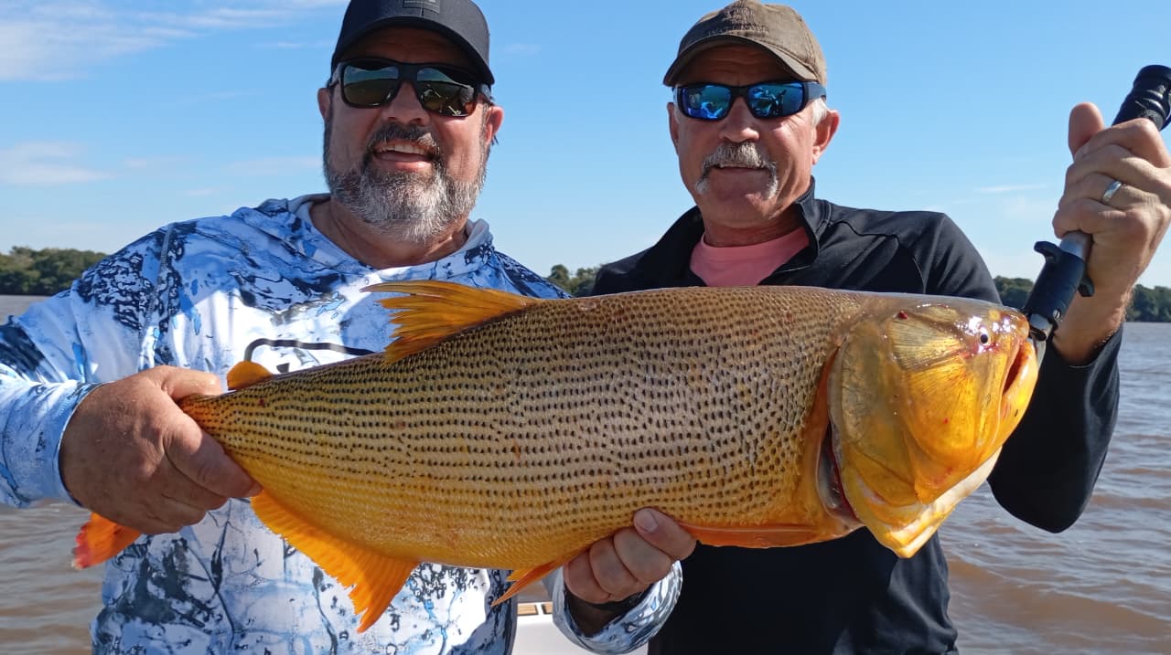 Dorado ABH 10