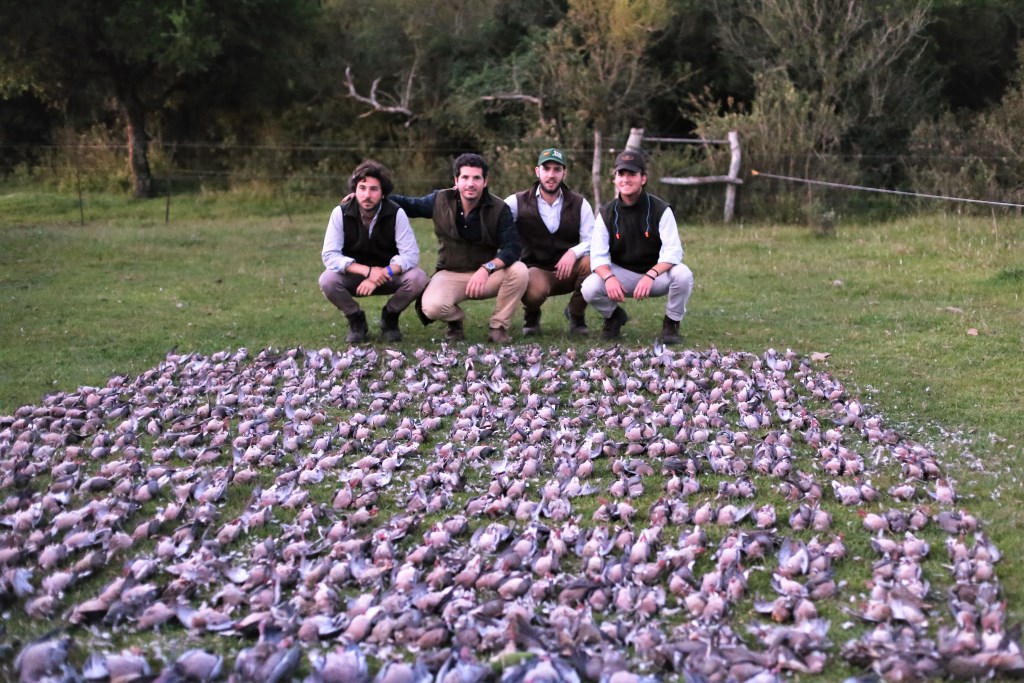 Doves JC2 bd