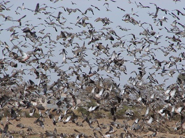 Doves flock (2)