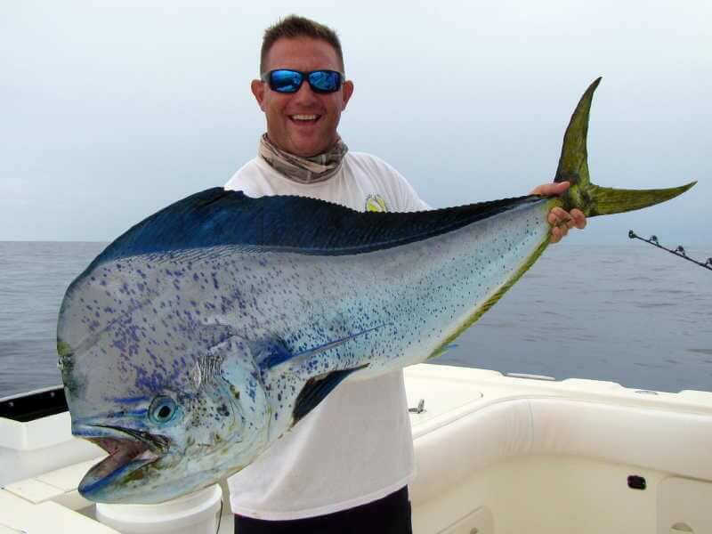 200.Dorado-800